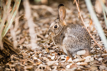 A small brown rabbit sits in dry  brown leaves.