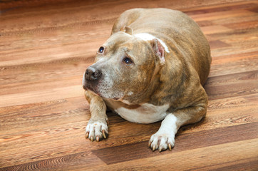 fat old dog lies on a wooden floor