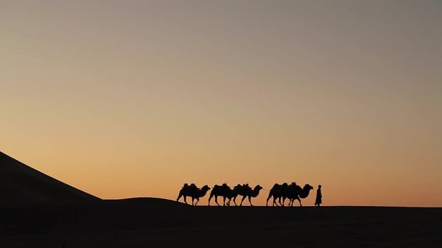 Camel Caravan Silhouette at sunset in the middle of the desert 