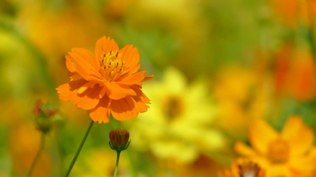 The background image of the colorful flowers, background nature, 4K