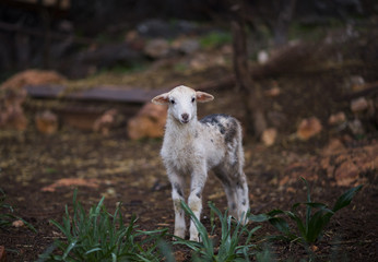 Winter Lambs in Olive Grove - obrazy, fototapety, plakaty