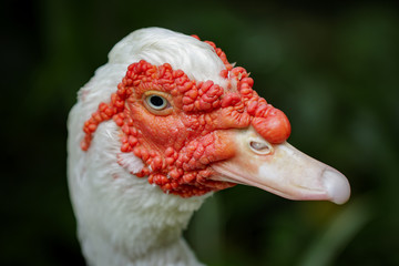 Image of Musky duck or indoda, Barbary duck with red nasal corals. Muscovy white duck