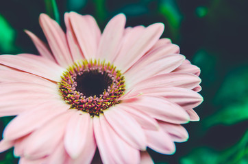 Beautiful gerbera flower in garden .flower wedding decoration, beautiful gerbera flower blooming background.selective focus.