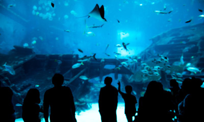 blur abstract people observing fish in aquarium  , Ocean fish in tank