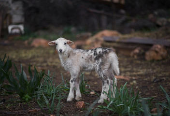 Winter Lambs in Olive Grove - obrazy, fototapety, plakaty