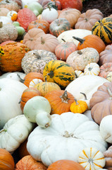 Mums, pumkins with gourds from autumn harvest