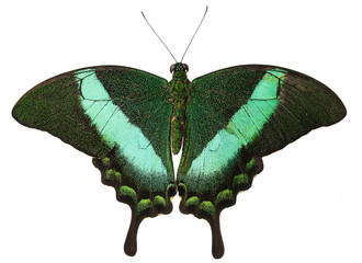 The green-banded peacock butterfly, or emerald swallowtail, Papilio palinurus, from the Philippines isolated on white background with its wings open. The butterfly has tails and green stripes on wings