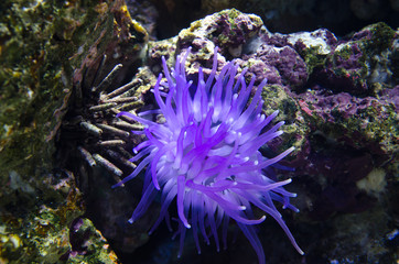 Naklejka na ściany i meble coral in deep blue sea