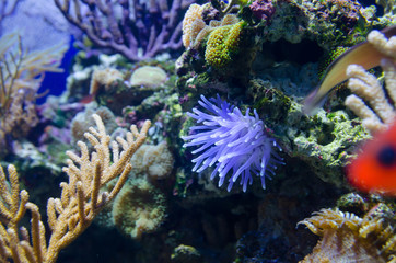 Fototapeta na wymiar coral in deep blue sea