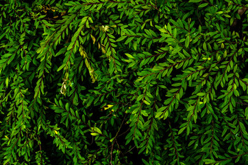 Fototapeta premium foliage texture background , low key image type ,vintage tone color leaf texture