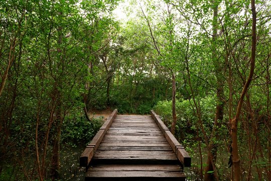 Wood bridge in the forest