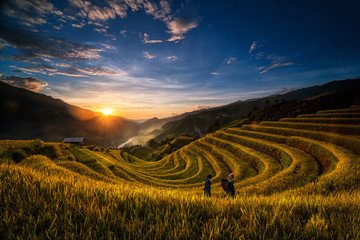 Two undefined Vietnamese Hmong are walking in the fantastic landscape of rice field terrace for prepare harvest when sunrise at Northwest Vietnam. Mu Cang Chai, Yen Bai province, Vietnam