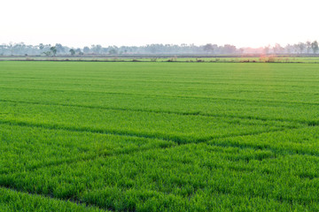 Naklejka premium Rice field view, fresh green leaves at dawn.