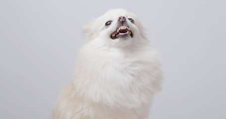 White Pomeranian dog getting angry