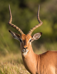 Naklejka na ściany i meble Alert Male Impala Antelope