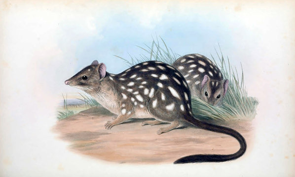 Tiger Quoll