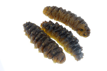 Fresh sea cucumber isolated on white background
