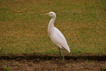 Fototapeta premium white heron