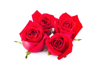 Fresh red roses isolated on white background.