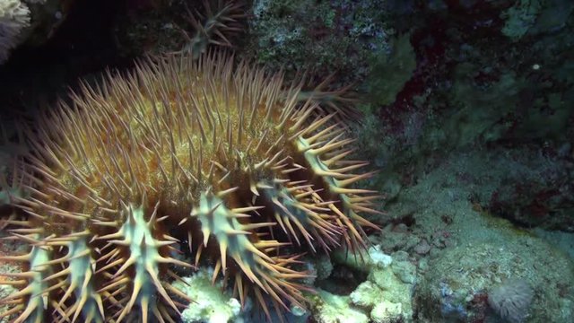 Red Spanish Dancer nudibranch sea slug underwater on sandy bottom. Relax video about tropical marine animals feeding coral in world of wildlife.