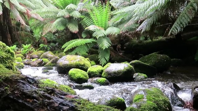 Stream flows through rainforest of Tasmania.