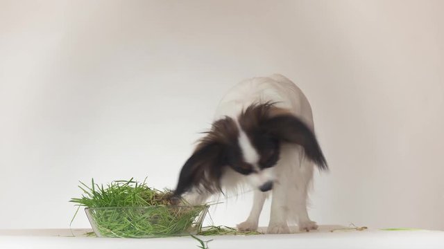 Beautiful young male dog Continental Toy Spaniel Papillon eating fresh sprouted oats on white background stock footage video