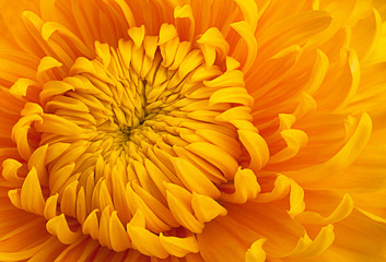 Yellow chrysanthemum flower head