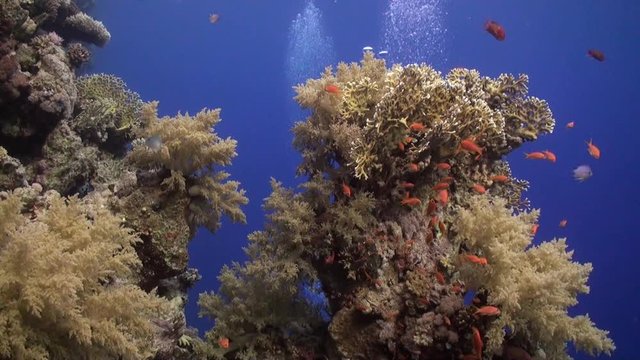 School of fish on background of different corals underwater Red sea. Relax video about marine nature of beautiful lagoon.