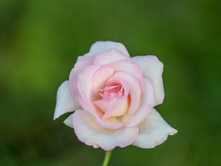 pink and white / two tone rose