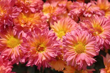 Fototapeta premium Chrysanthemum flower in natural
