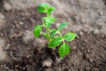 potato sprouts in the garden