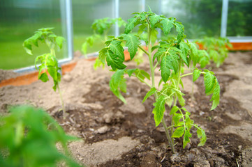 potato sprouts in the garden