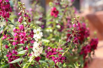 forget me not flowers