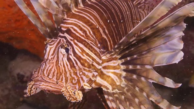 Cloe up, lionfish in reef