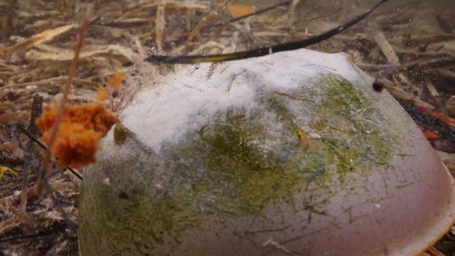 Close up, horseshoe crab on seafloor