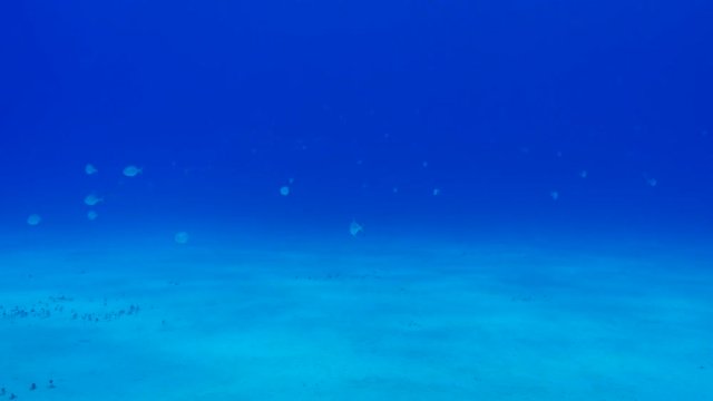 POV, school of fish swim over ocean floor