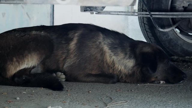 Dogs sleeping under a van on a hot day.