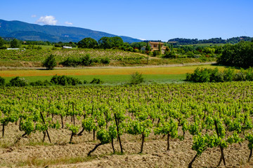 Fototapeta na wymiar Paysage de Provence au printemps, Luberon, France, vignobles et champ de coquelicots.