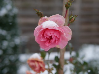 Rose mit Schnee © Erika