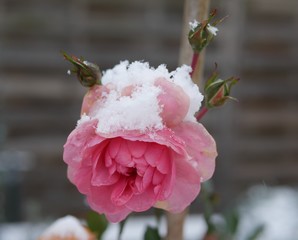 Rose mit Schnee © Erika