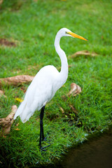 Great Egret on the background of a green grass