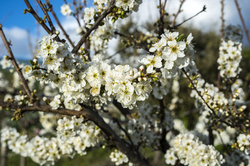 Flowers of Plum tree, Prunus domestica