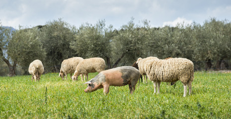Obraz na płótnie Canvas Pigs and sheep grazing in a field. Photo taken in the province of Ciudad Real, Spain