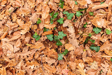 Yellow autumn leaves on ground
