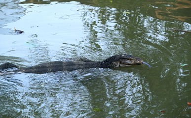 Varanus salvator or Water monitor lizard in river