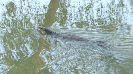 Varanus salvator or Water monitor lizard in river