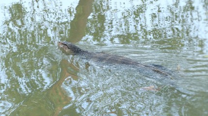 Fototapeta premium Varanus salvator or Water monitor lizard in river