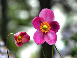 ピンクのシュウメイギク