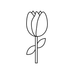 tulip flower stem leaves natural floral vector illustration