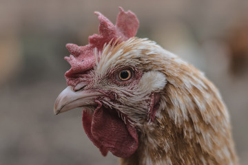 Organic chicken. Close up animal portrait. Hen portrait.